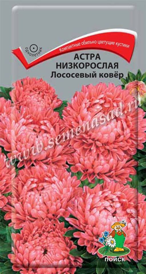 Астра (однолетняя) низкорослая Лососевый ковёр (ЦВ) ("1) 0,2гр.