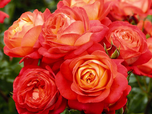 Роза Мидсаммер - Долина роз фото 2