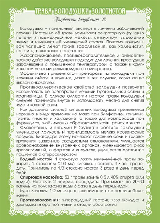 2 шт. Володушка золотистая (трава) - Мариславна фото 3