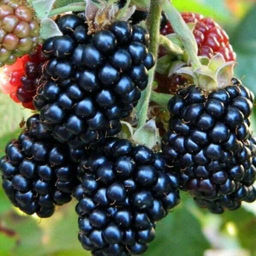 Ежевика Оаучита (коробка) 1шт