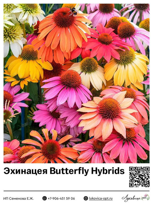 Эхинацея Butterfly Hybrids