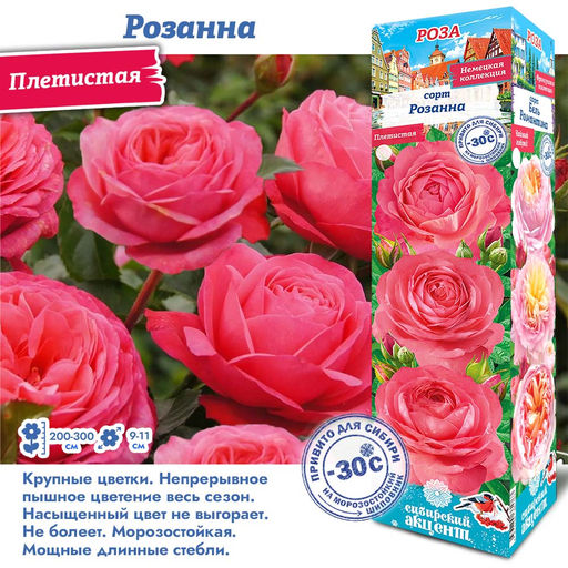 Роза Розанна (Плетистая) 1шт