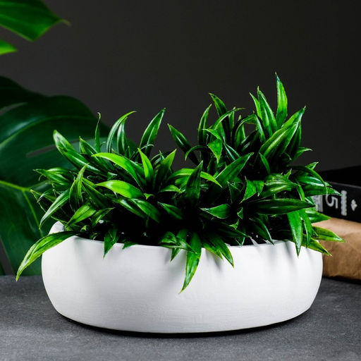 Кашпо - бонсайница для кактусов и суккулентов, 800 мл, 18×5.5 см, d=15 см, керамика, белое