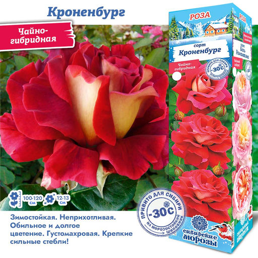 Роза Кроненбург (Чайно-гибридная) 1шт