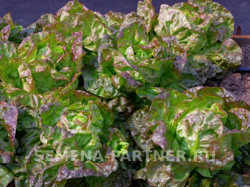 Салат кочанный Синдия - Партнер фото 3