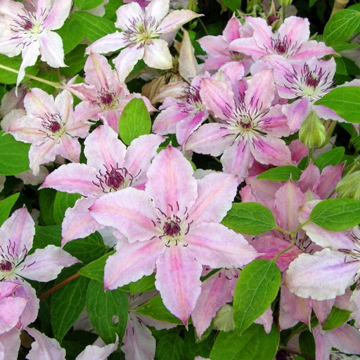 Клематис Пинк Фэнтези - Долина роз фото 8