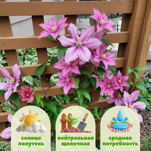 Клематис Розамунда - Долина роз фото 2