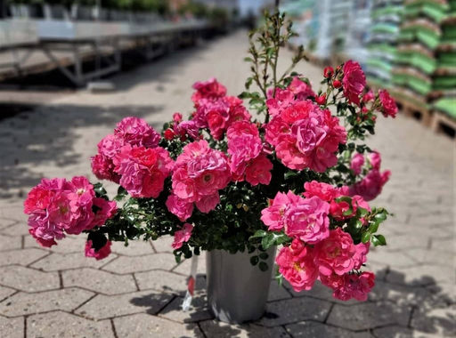 Роза Хейдетраум - Долина роз фото 2