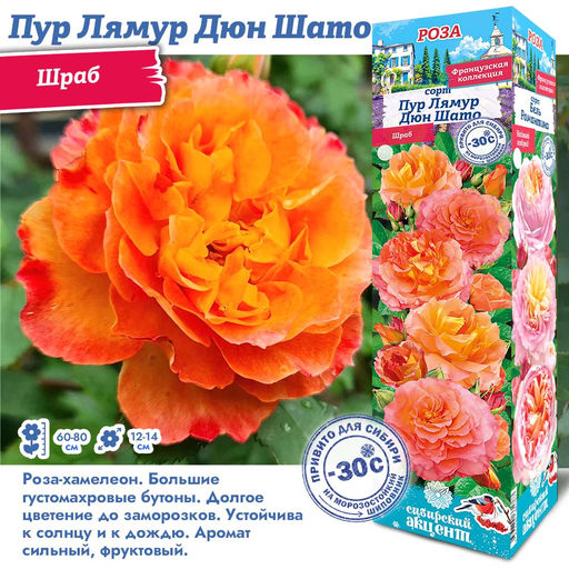 Роза Пур Лямур Дюн Шато (Шраб) 1шт