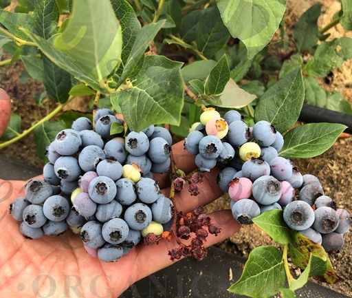 Голубика Сиерра С5 3 года