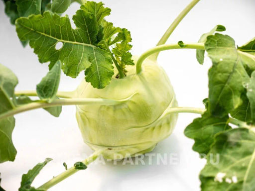 Капуста кольраби Корист - Партнер фото 3