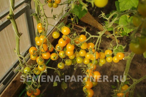 Томат Черри Краски - Партнер фото 6