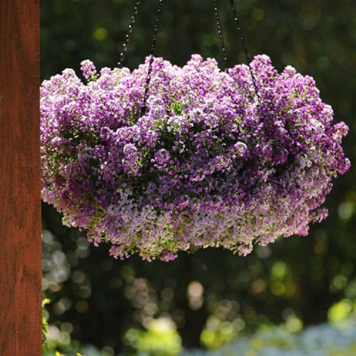 5227D Алиссум приморский Клиа Кристалл Лавендер Шейдс 5шт