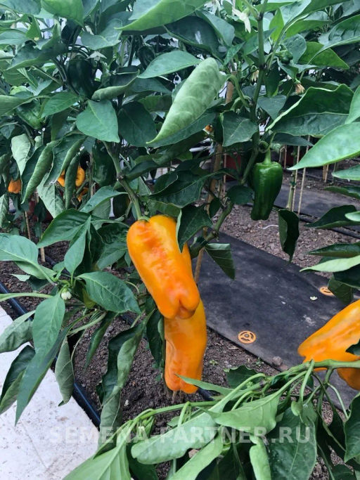 Перец сладкий Джемини - Партнер фото 3