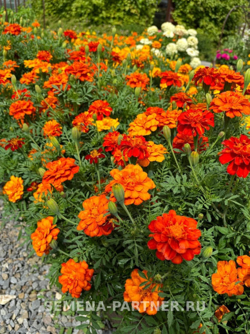Бархатцы отклоненные Ромеро Рэд - Партнер фото 4