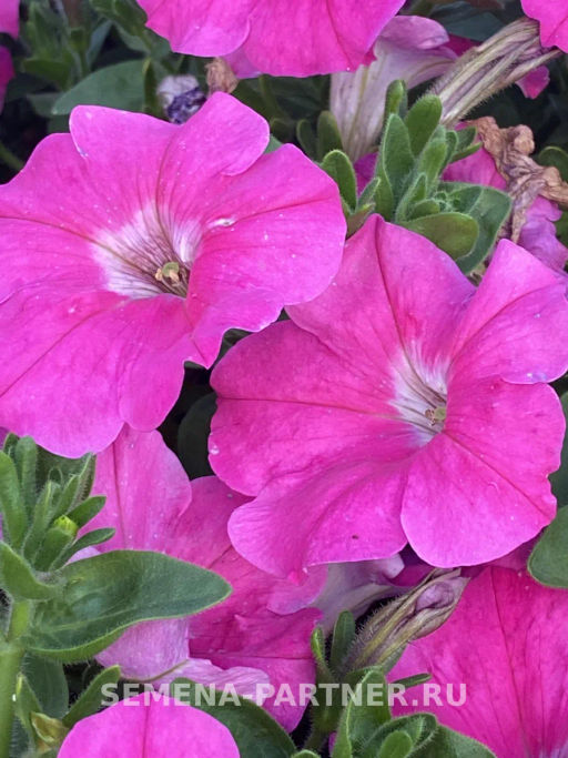 Петуния Итальянка Анита каскадная розовая - Партнер фото 3