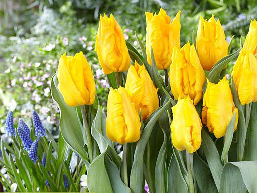 Тюльпан YOKO PARROT (Йокко Пэррот) - Долина роз фото 3