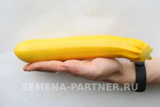 Кабачок Желтоплодный - Партнер фото 5