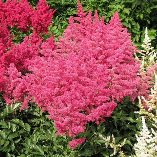 Астильба Koblenz (Японская) - Голландские луковицы фото 2