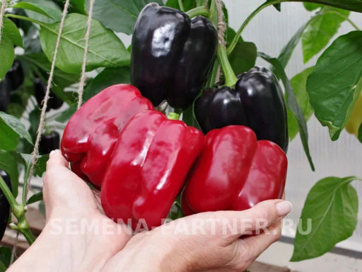 Перец сладкий Маврас - Партнер фото 6