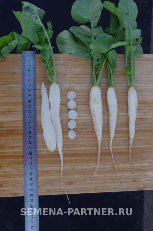 Редис Светлячок - Партнер фото 8