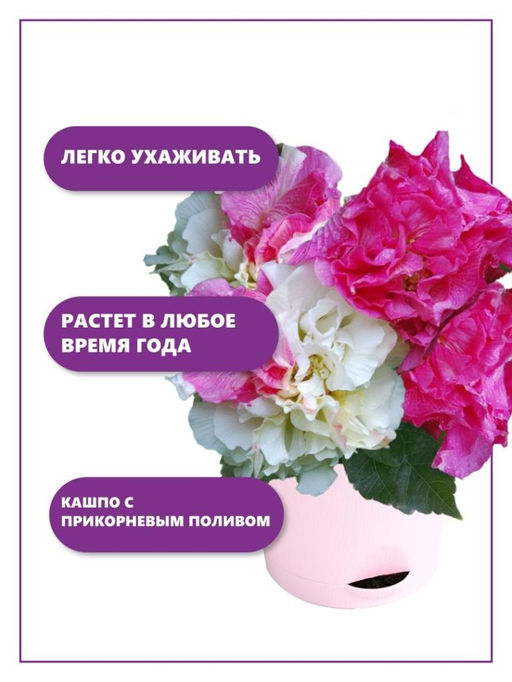 Набор д/выращивания "Тысяча листьев", "Сумасшедшая роза"