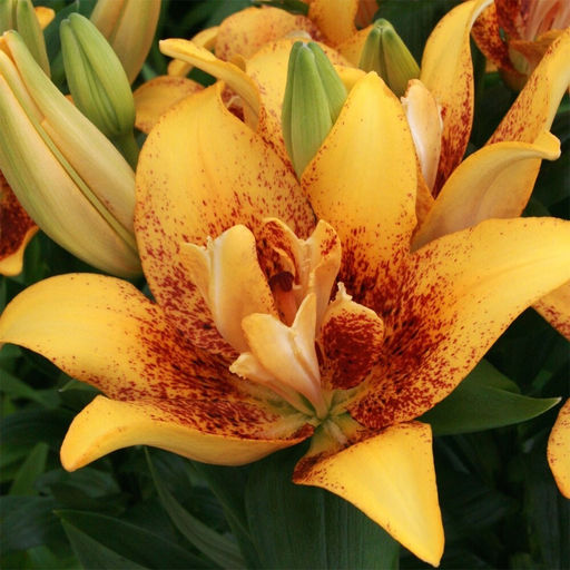 Лилия Double Nugget (Азиатский гибрид, махровый) - Голландские луковицы фото 3