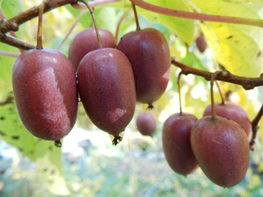 Актинидия Аргута Краснобурая 20-30 см, 2-летний