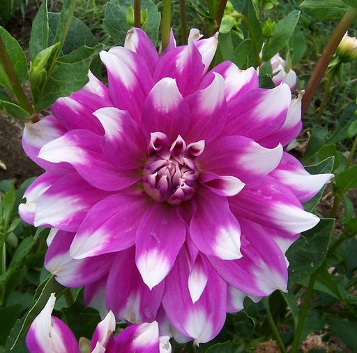 ГЕОРГИНА Жан Мари Разбор I Кол-во упак., шт 1