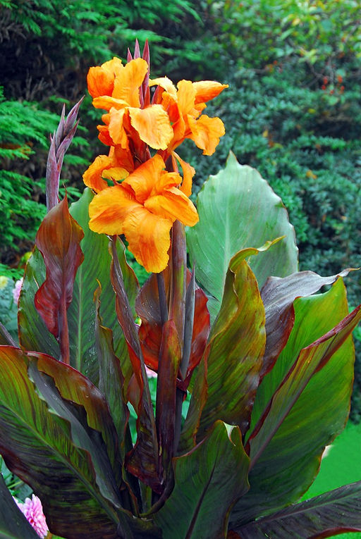 КАННА Вайоминг Разбор I Кол-во упак., шт 1