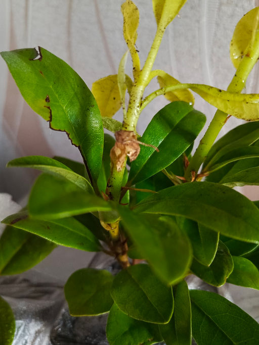 Рододендрон Катевбинский Грандифлорум