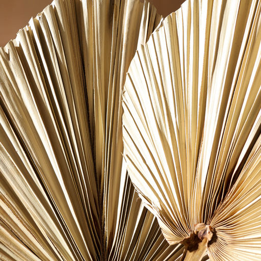 Сухие цветы «Лист пальмовый», 50×25×2 см