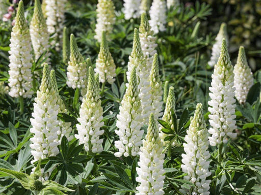 Люпин Ноблмейден - Долина роз фото 3