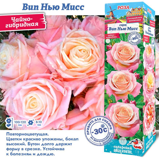 Роза Вип Нью Мисс (Чайно-гибридная) 1шт