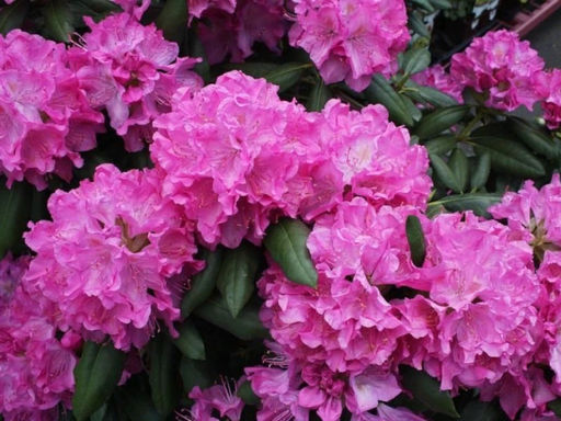 Рододендрон Гартендиректор Глокер - Долина роз фото 4