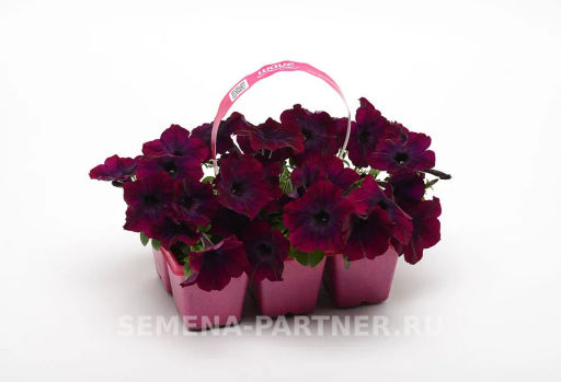 Петуния Изи Вэйв Бургунди Велюр каскадно-ампельная - Партнер фото 7