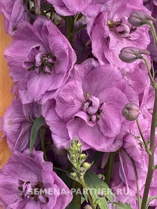 Дельфиниум Даски Майденс - Партнер фото 3