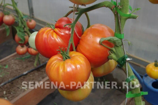 Томат Легенда Коктебеля - Партнер фото 3