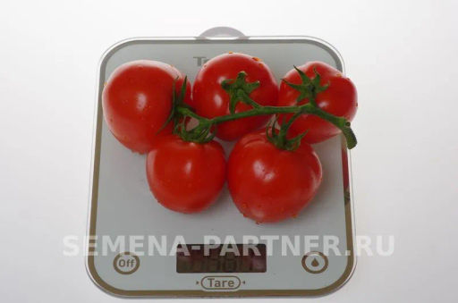Томат Кристиан - Партнер фото 5