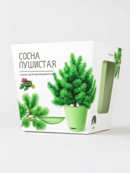 Набор для выращивания растений "Магия Цветов", "Сосна пушистая"
