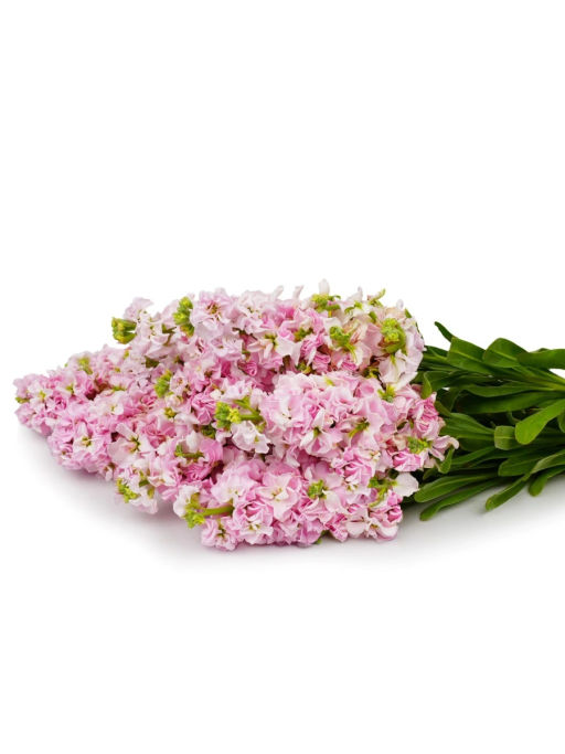 Маттиола срезочная махровая Бьютифул Парфюм Черри Блоссом - Партнер фото 4