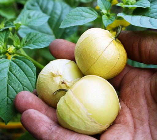 Физалис — Ранний Крупный Amarylla