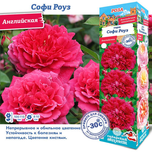 Роза Софи Роуз (Английская) 1шт