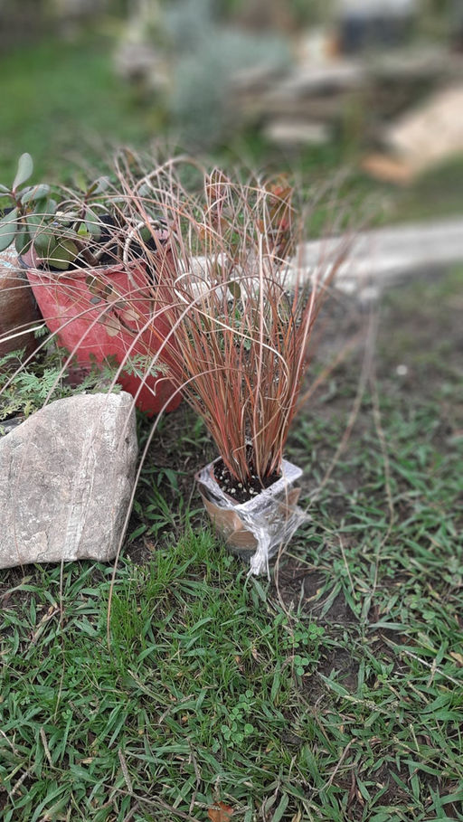 Осока Милк Чоколейт