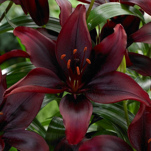 ЛИЛИЯ Мапира Разбор 12/14 Кол-во упак., шт 5