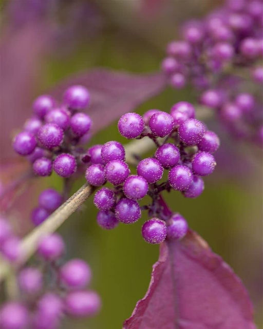 Красивоплодник вильчатый Issai (Иссаи) - Голландские луковицы фото 4