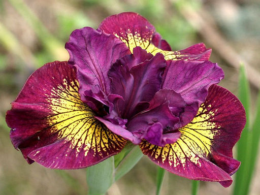 Ирис Miss Apple (Мисс Эппл) - Долина роз фото 2