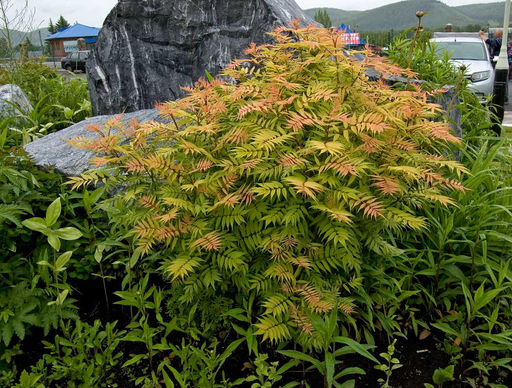 Рябинник Sem - САДовник фото 2