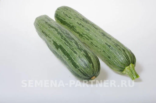 Кабачок Зебра - Партнер фото 3