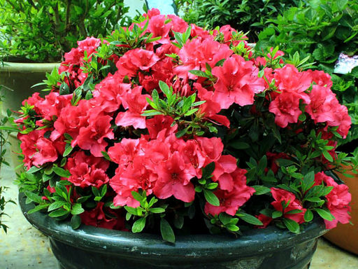 Рододендрон Baden-Baden (Баден-Баден) - Долина роз фото 3